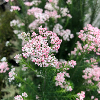 Puriri Lane | Ozothamnus diosmifolius | Just Blush