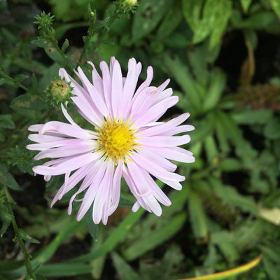 Puriri Lane | Aster novi-belgii | Pretty in pink