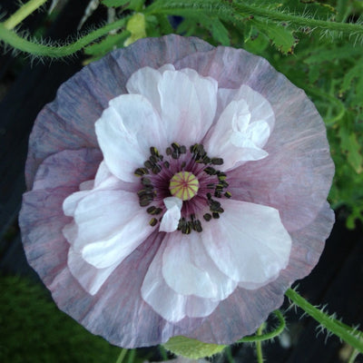 Papaver rhoeas | Amazing Grey