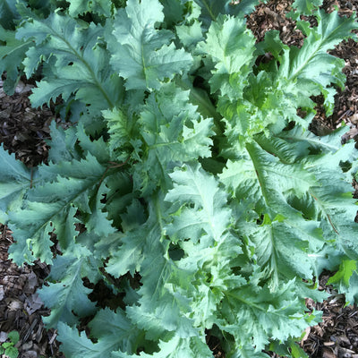 Puriri Lane | Papaver paeoniflorum | Peony Black
