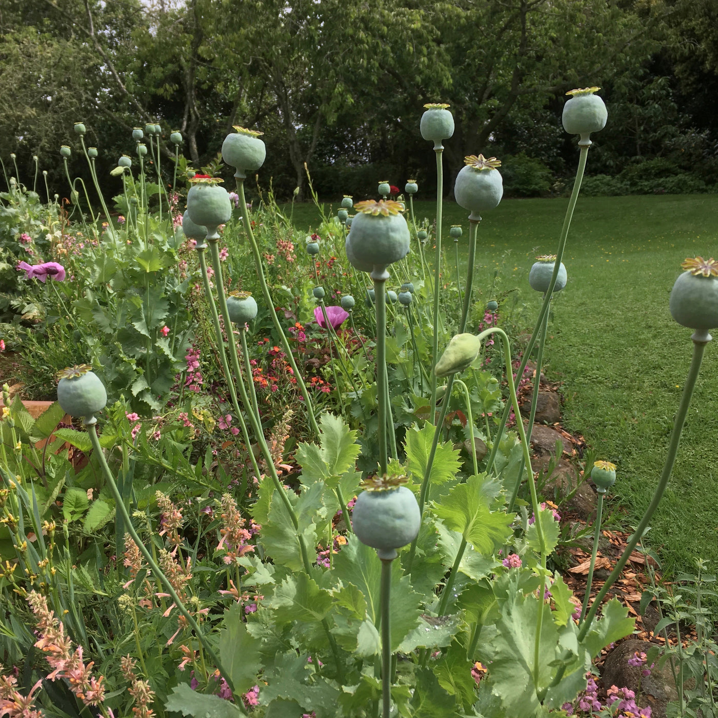 Puriri Lane | Papaver rhoeas | Pandora