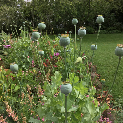Puriri Lane | Papaver rhoeas | Pandora