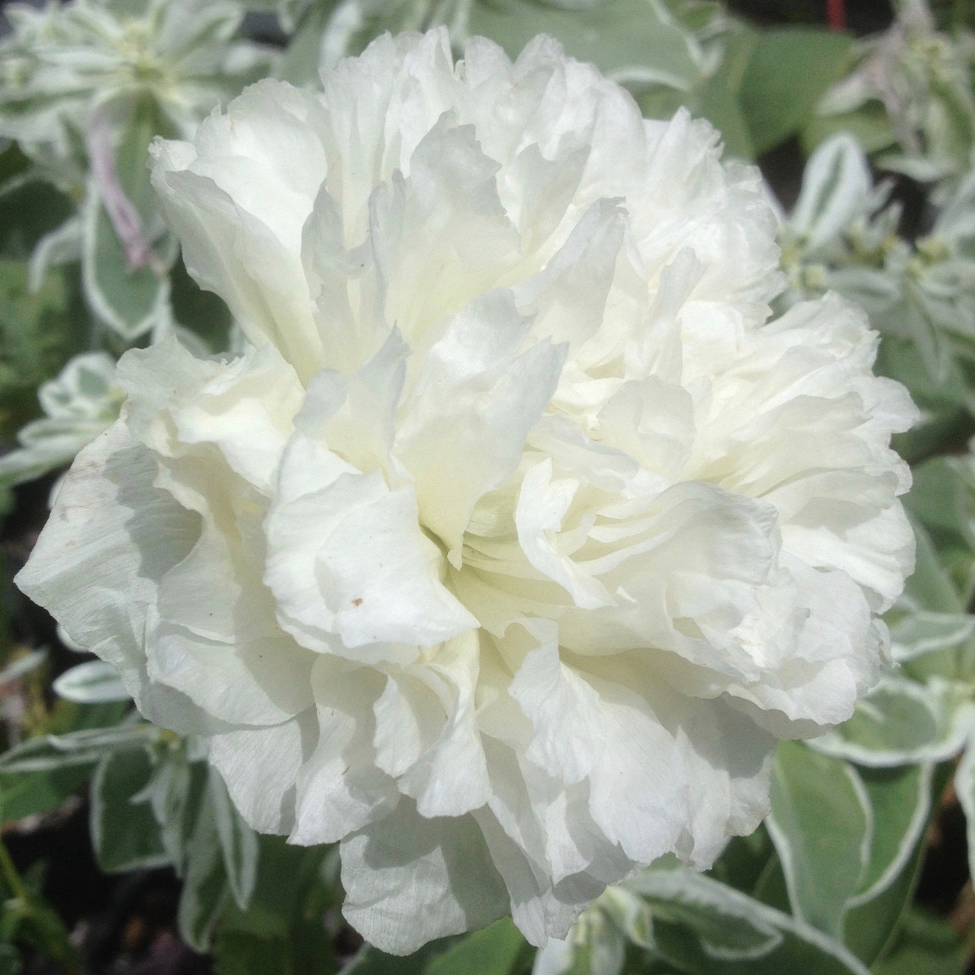 Puriri Lane | Papaver paeoniflorum | White Cloud