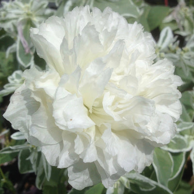 Puriri Lane | Papaver paeoniflorum | White Cloud