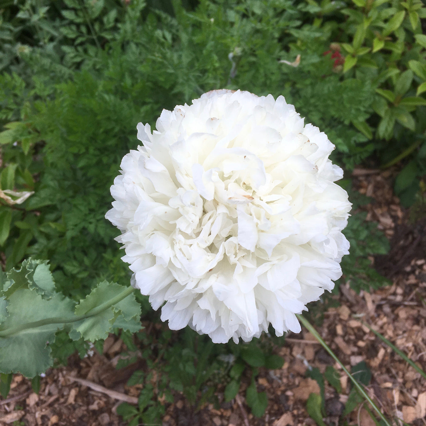 Puriri Lane | Papaver paeoniflorum | White Cloud