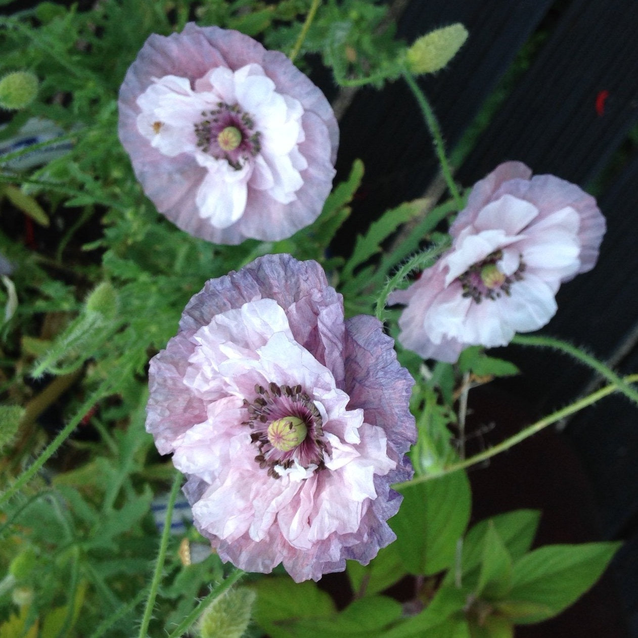 Papaver rhoeas | Amazing Grey