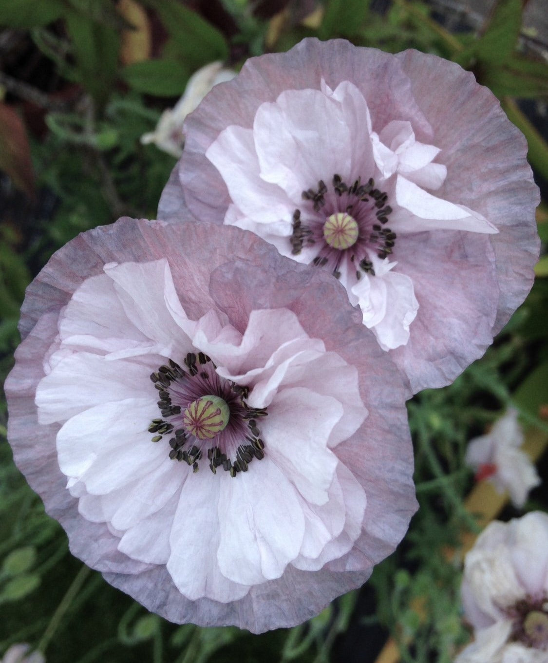 Papaver rhoeas | Amazing Grey