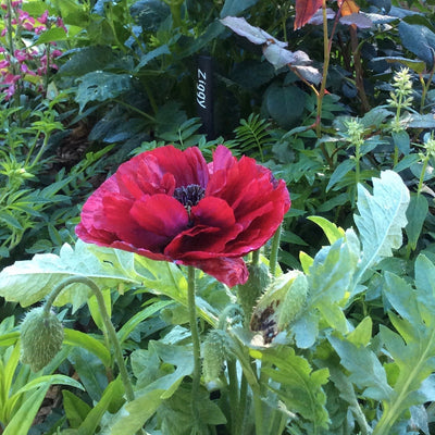 Puriri Lane | Papaver rhoeas | Pandora