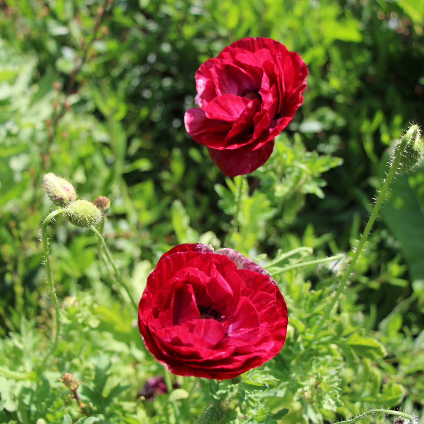 Puriri Lane | Papaver rhoeas | Pandora
