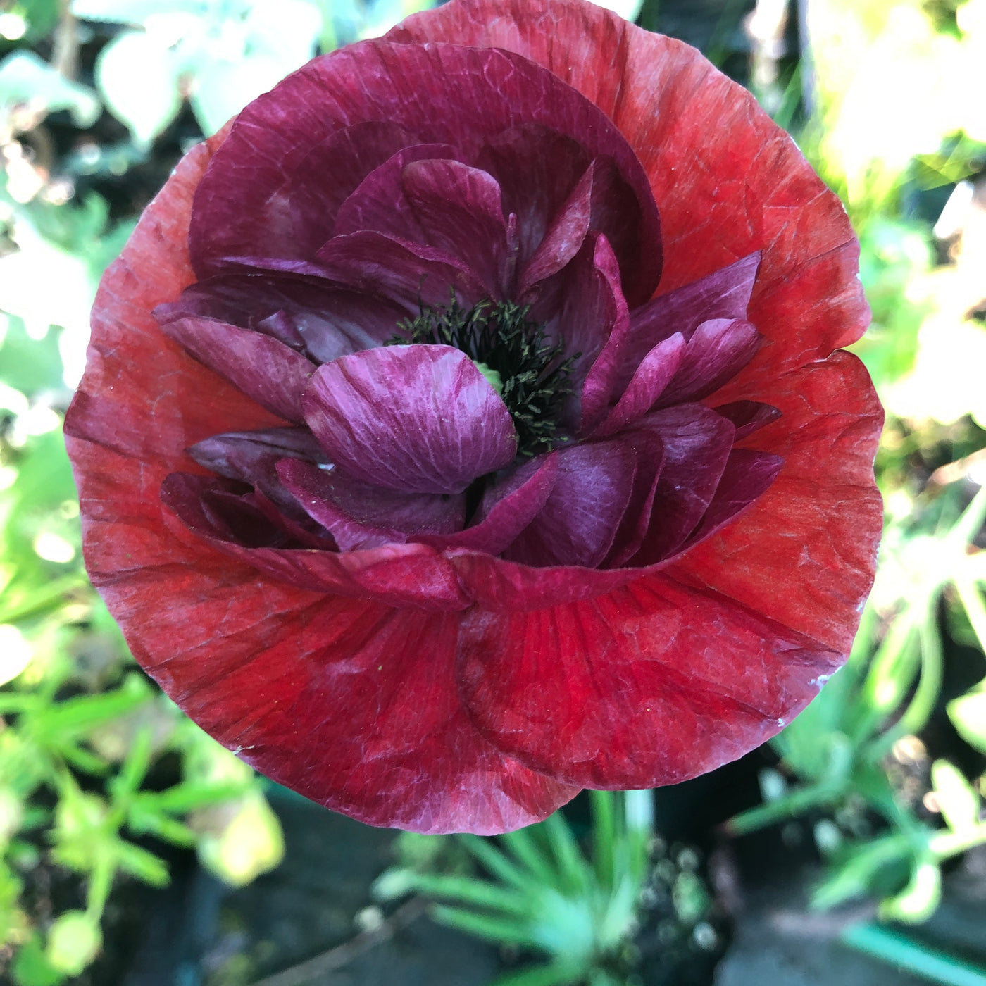 Puriri Lane | Papaver rhoeas | Pandora