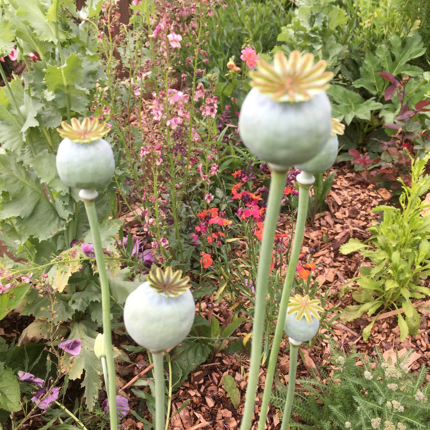 Puriri Lane | Papaver laciniatum | Lilac Pompom