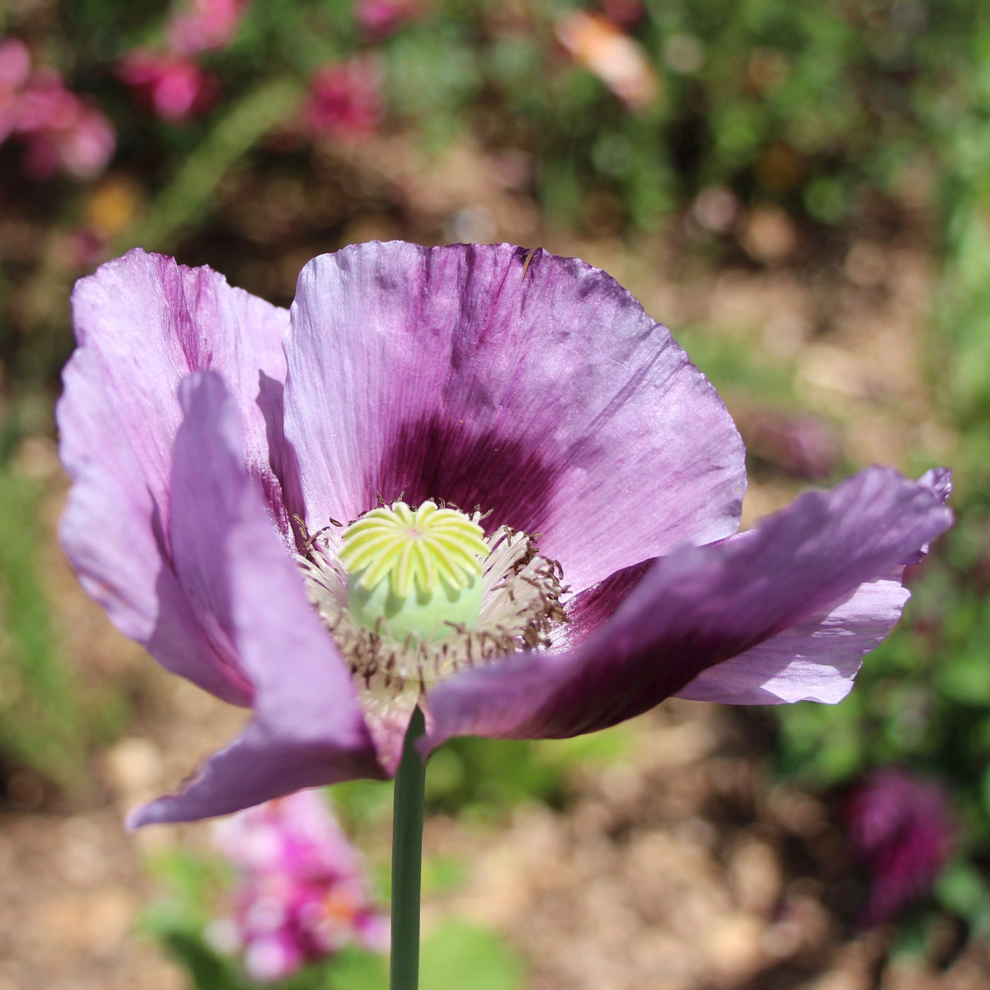 Papaver somniferum | Hungarian Blue Bread-seed Poppy