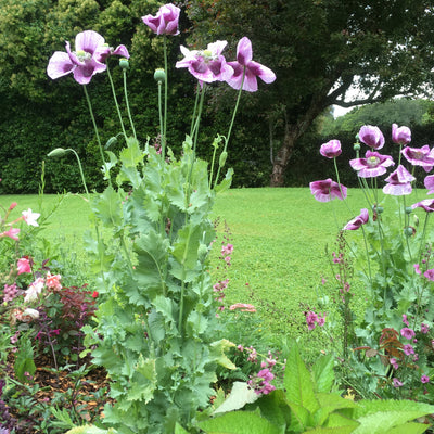 Papaver somniferum | Hungarian Blue Bread-seed Poppy