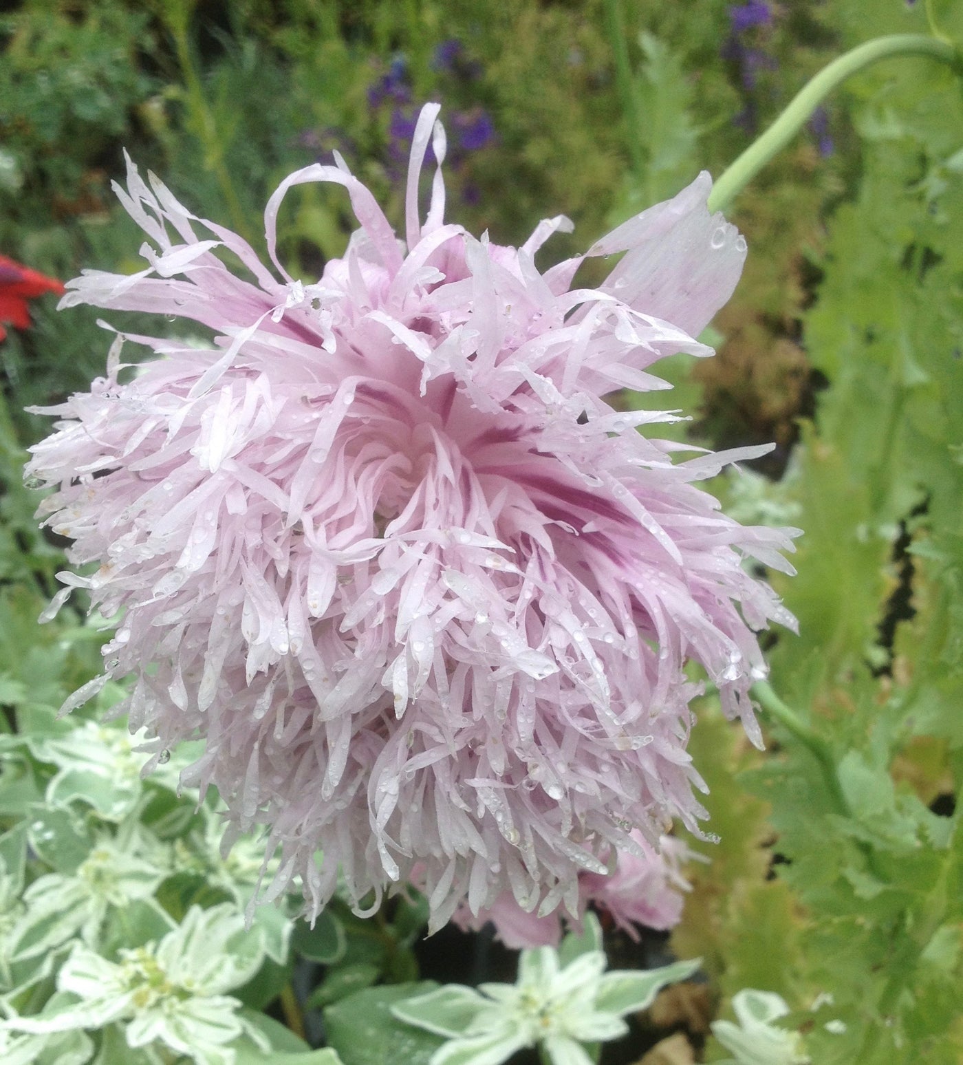 Puriri Lane | Papaver laciniatum | Lilac Pompom