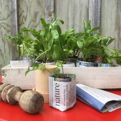 Puriri Lane | Paper Pot Maker