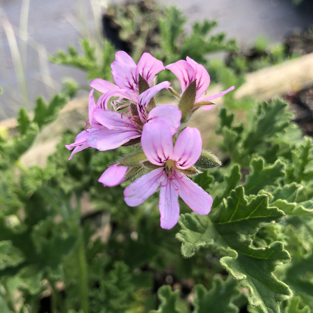 Pelargonium graveolens