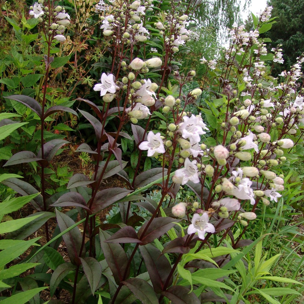 Puriri Lane | Penstemon Digitalis | Huskers Red