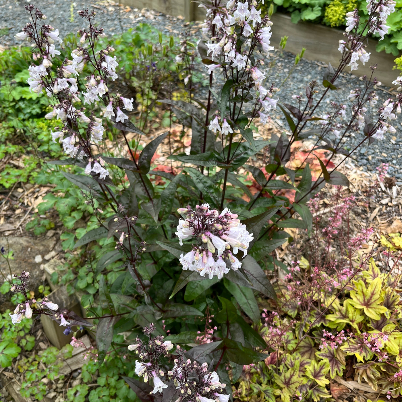 Puriri Lane | Penstemon Digitalis | Huskers Red
