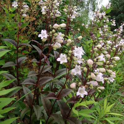 Puriri Lane | Penstemon Digitalis | Huskers Red