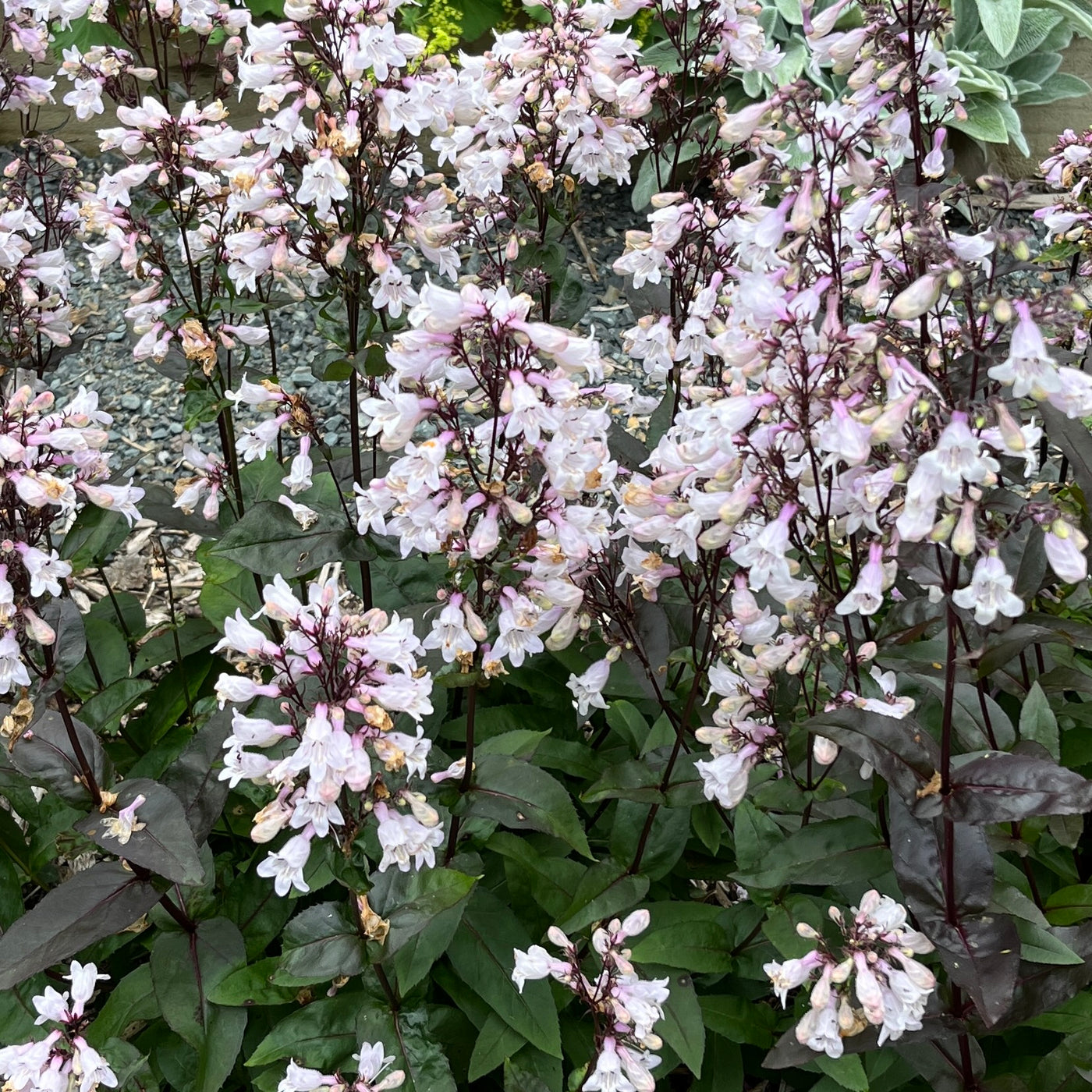 Puriri Lane | Penstemon Digitalis | Huskers Red