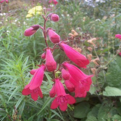 Puriri Lane | Penstemon | Garnet