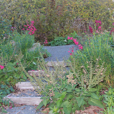 Puriri Lane | Penstemon | Garnet