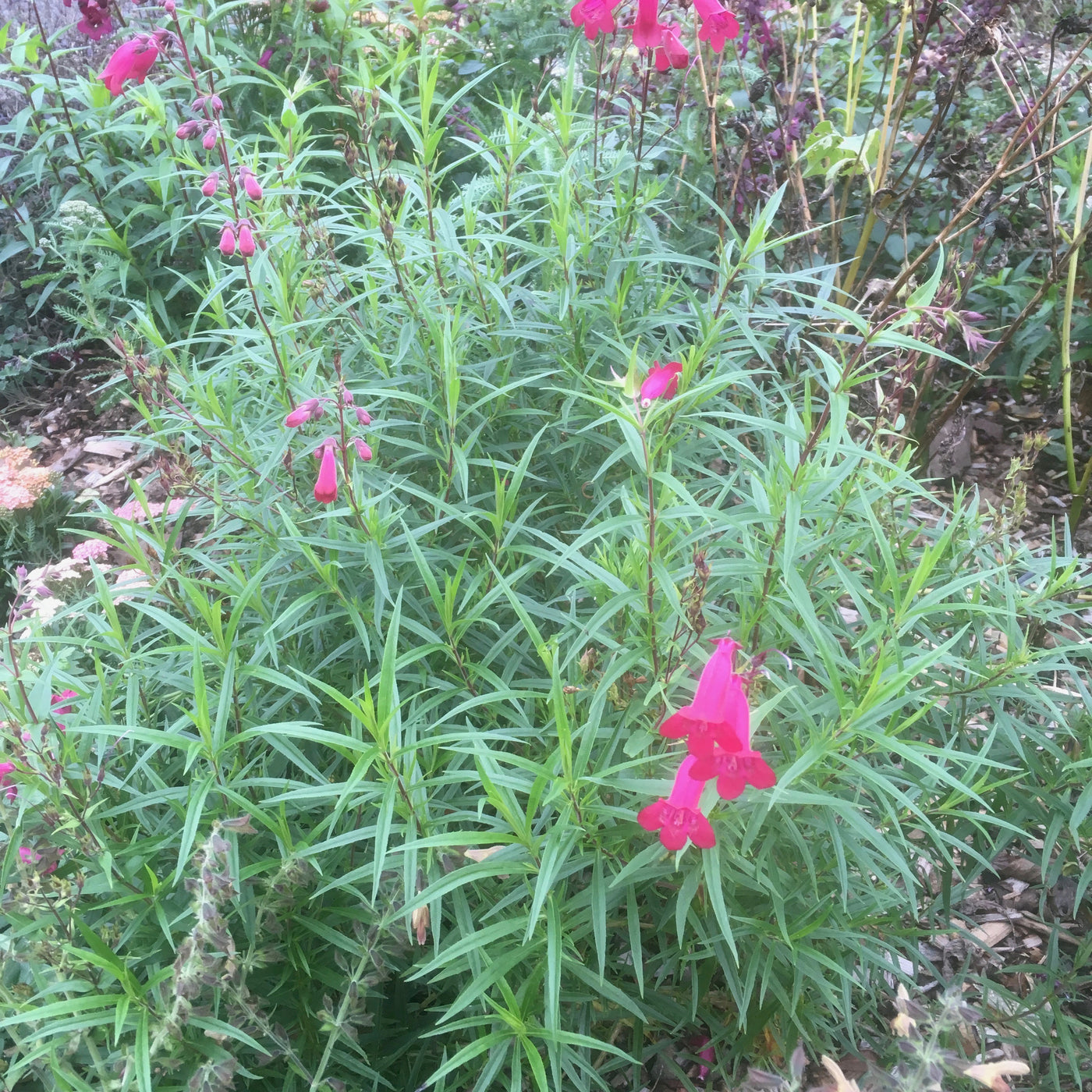 Puriri Lane | Penstemon | Garnet