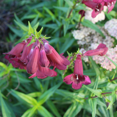 Puriri Lane | Penstemon | Raven