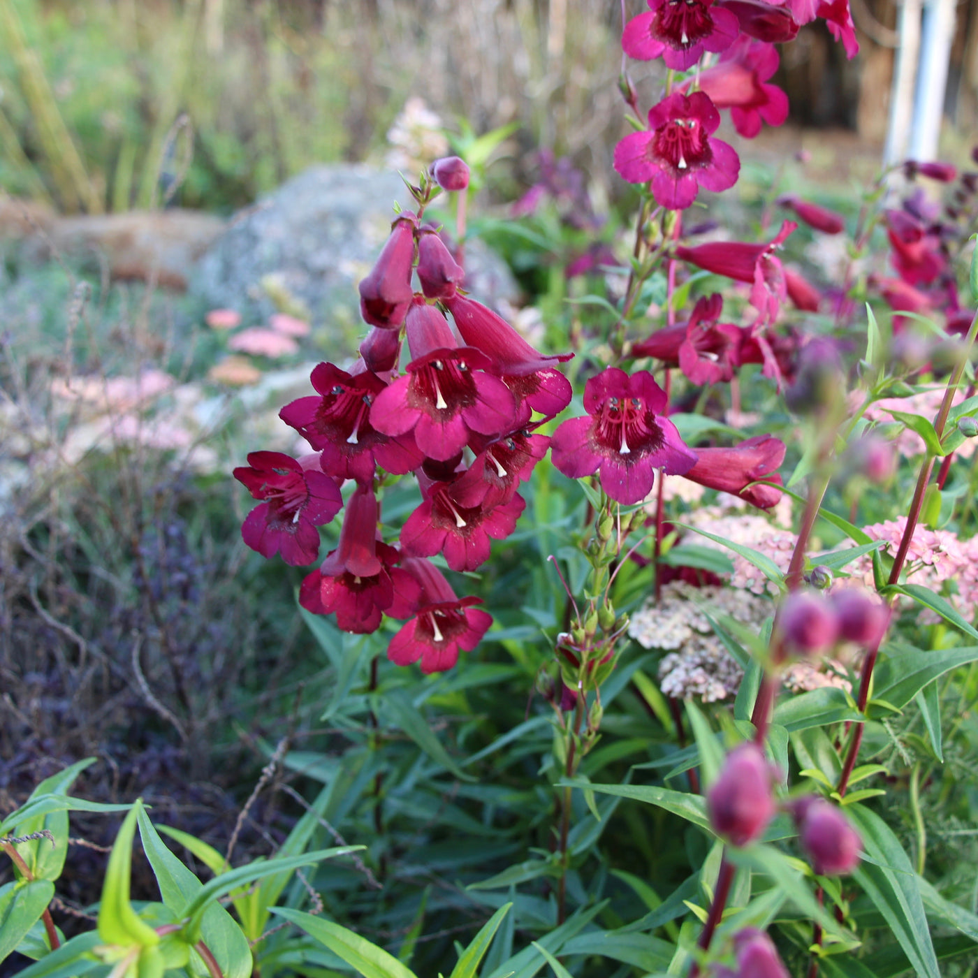 Puriri Lane | Penstemon | Raven
