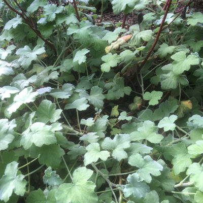 Puriri Lane | Pelargonium tomentosum | Peppermint Geranium