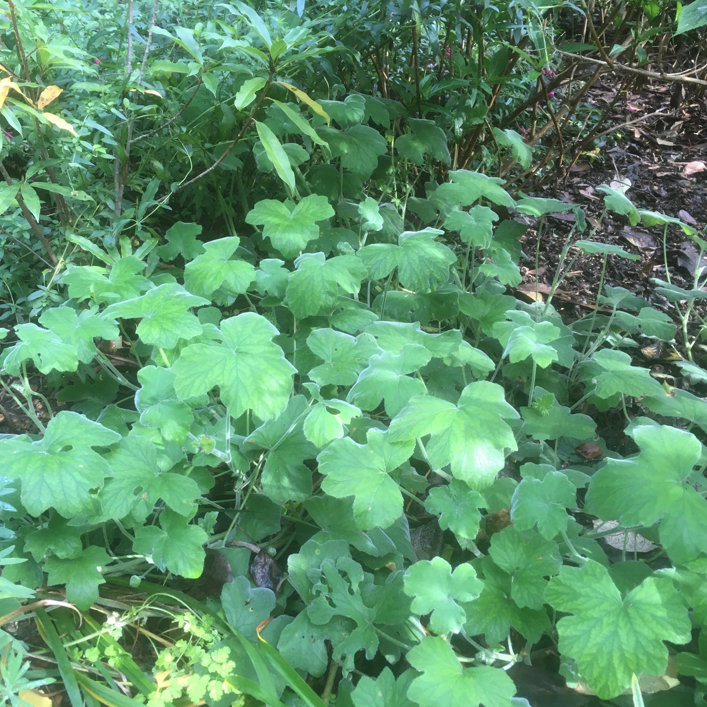 Puriri Lane | Pelargonium tomentosum | Peppermint Geranium