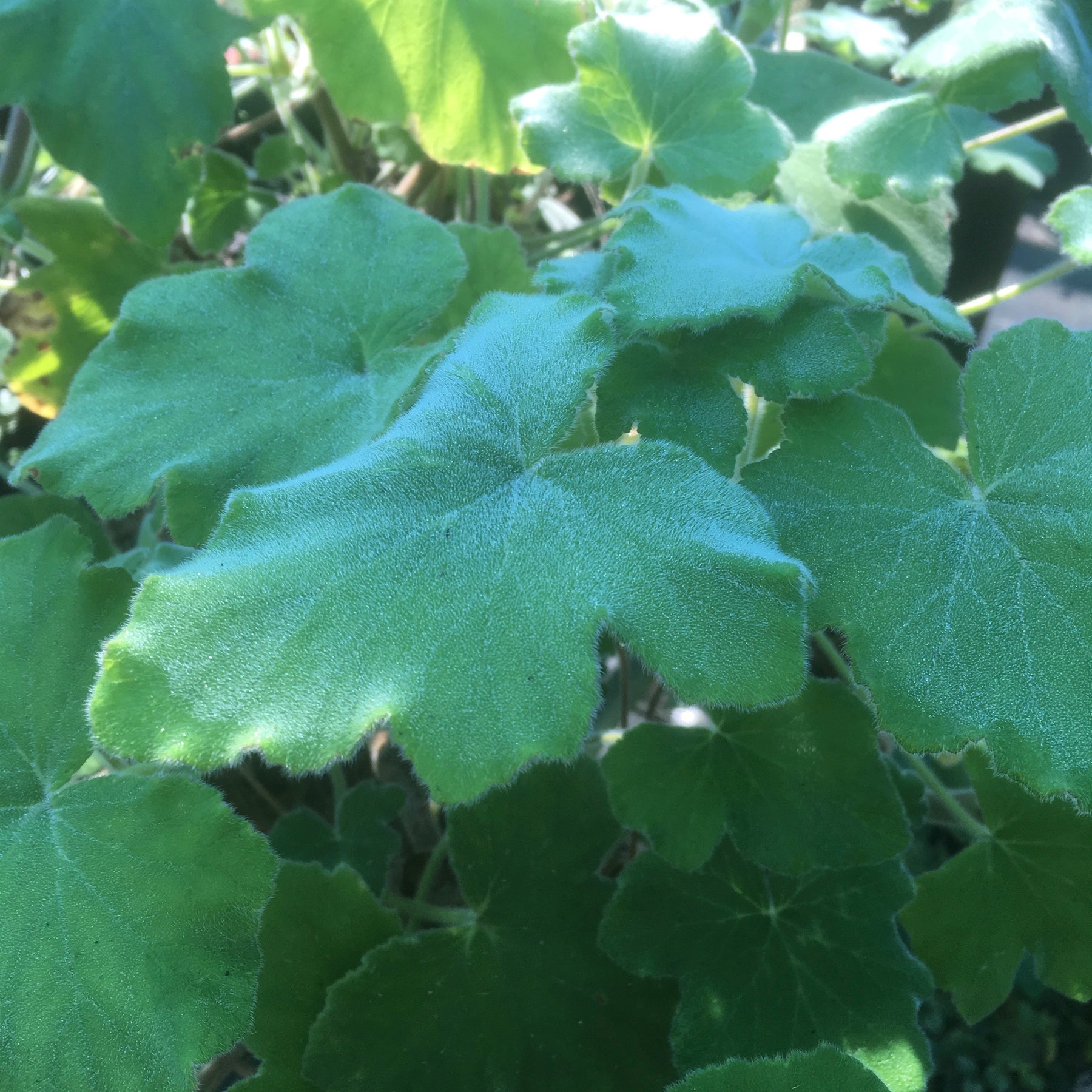 Pelargonium tomentosum | Peppermint Geranium – Addenbrooke