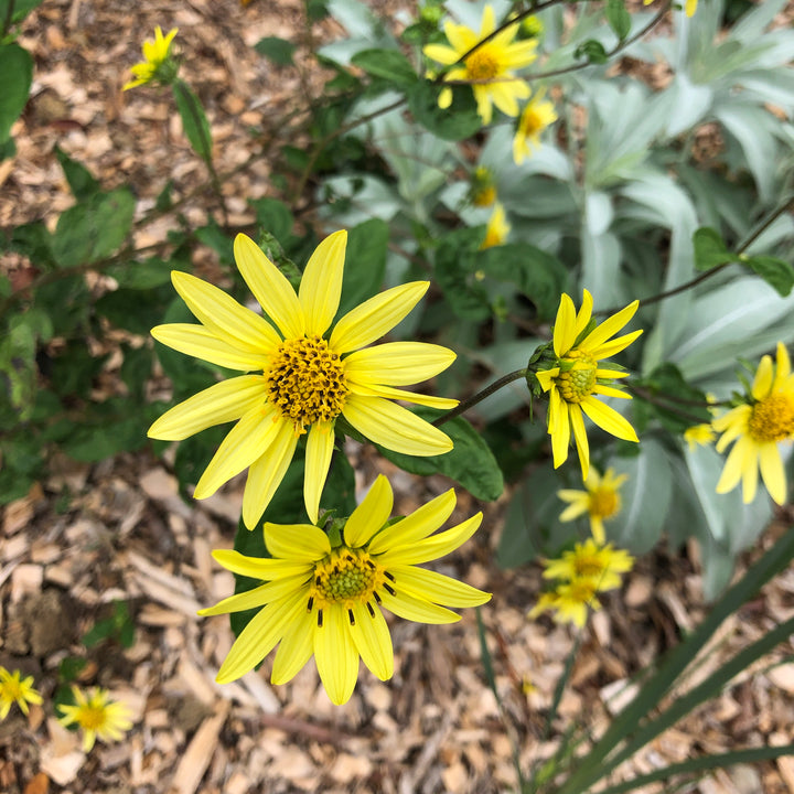 Helianthus x laetiflorus