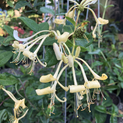 Puriri Lane | Lonicera periclymenum | Graham Thomas