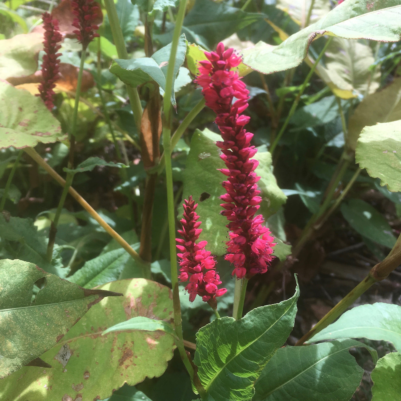 Puriri Lane | Persicaria amplexicaulis | Firetail
