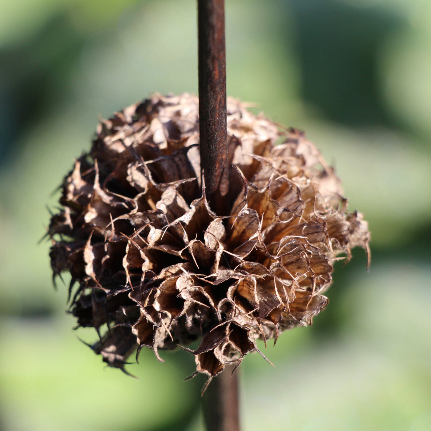 Puriri Lane | Phlomis russeliana