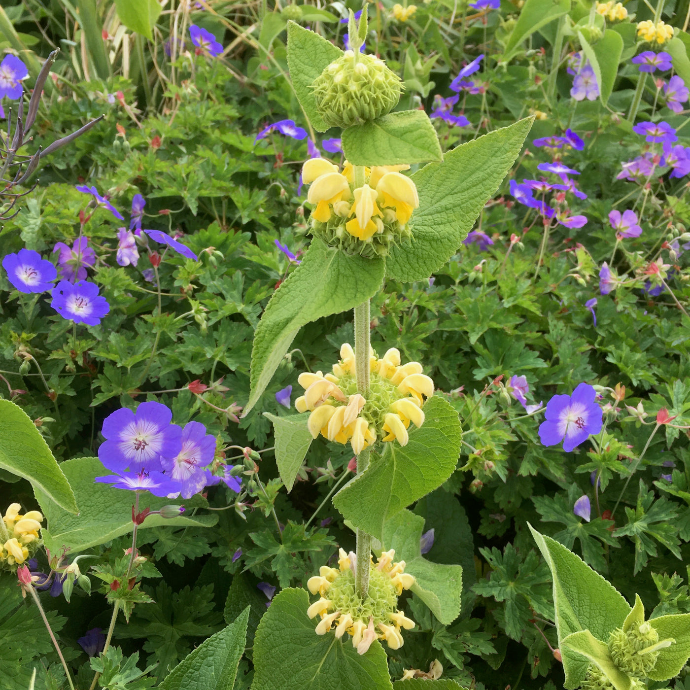 Puriri Lane | Phlomis russeliana