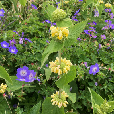 Puriri Lane | Phlomis russeliana