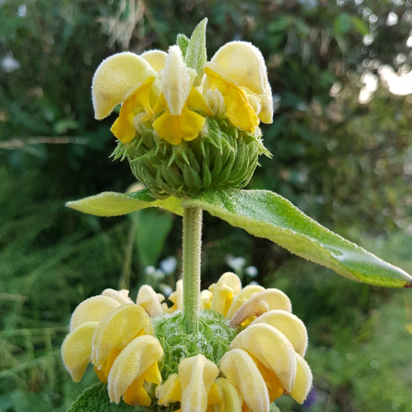 Puriri Lane | Phlomis russeliana