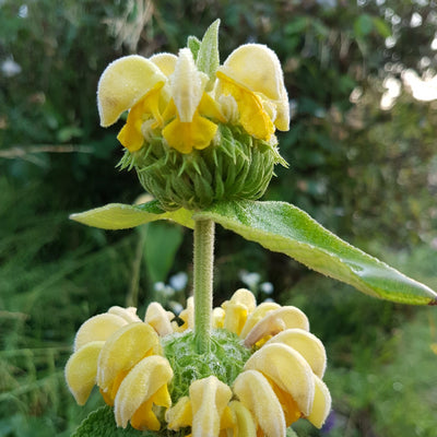 Puriri Lane | Phlomis russeliana