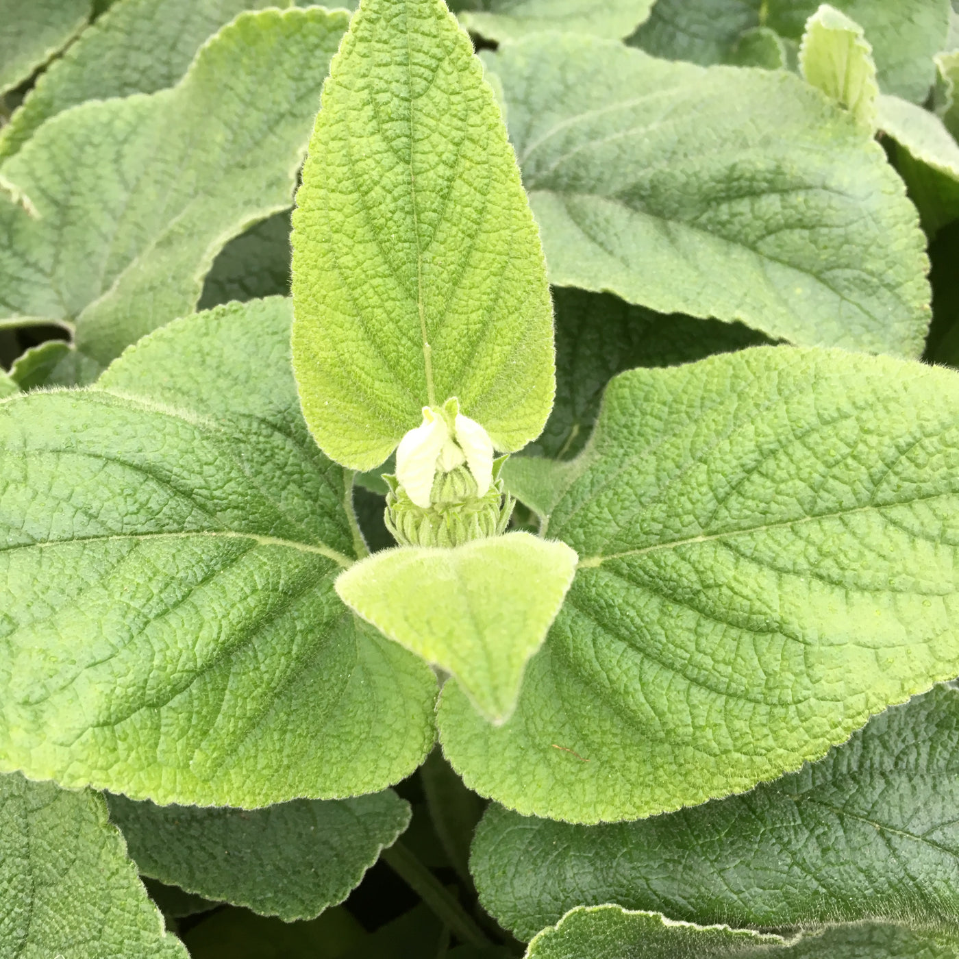 Puriri Lane | Phlomis russeliana