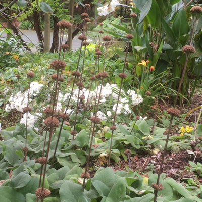 Puriri Lane | Phlomis russeliana
