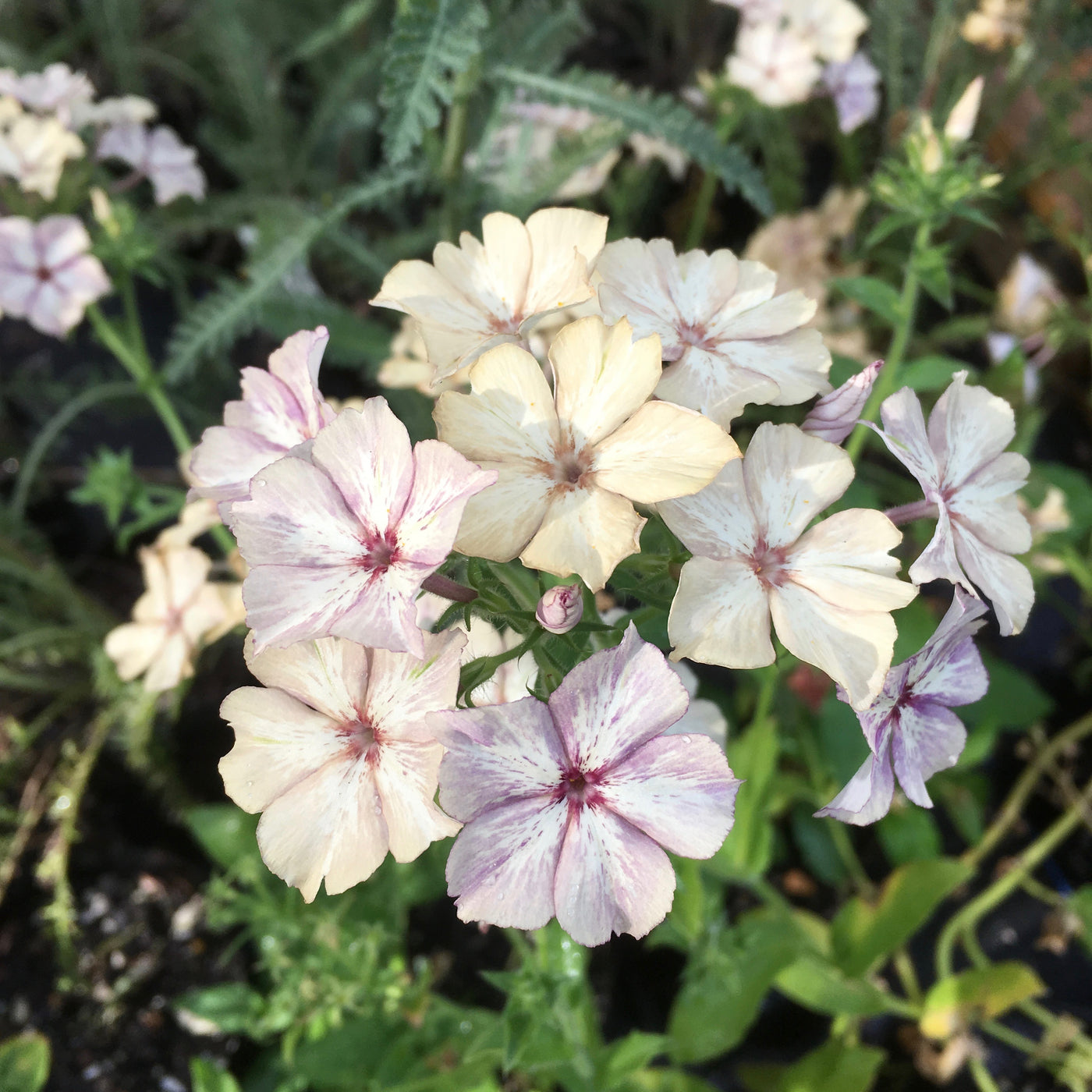 Puriri Lane | Phlox drummondii | Creme Brulee
