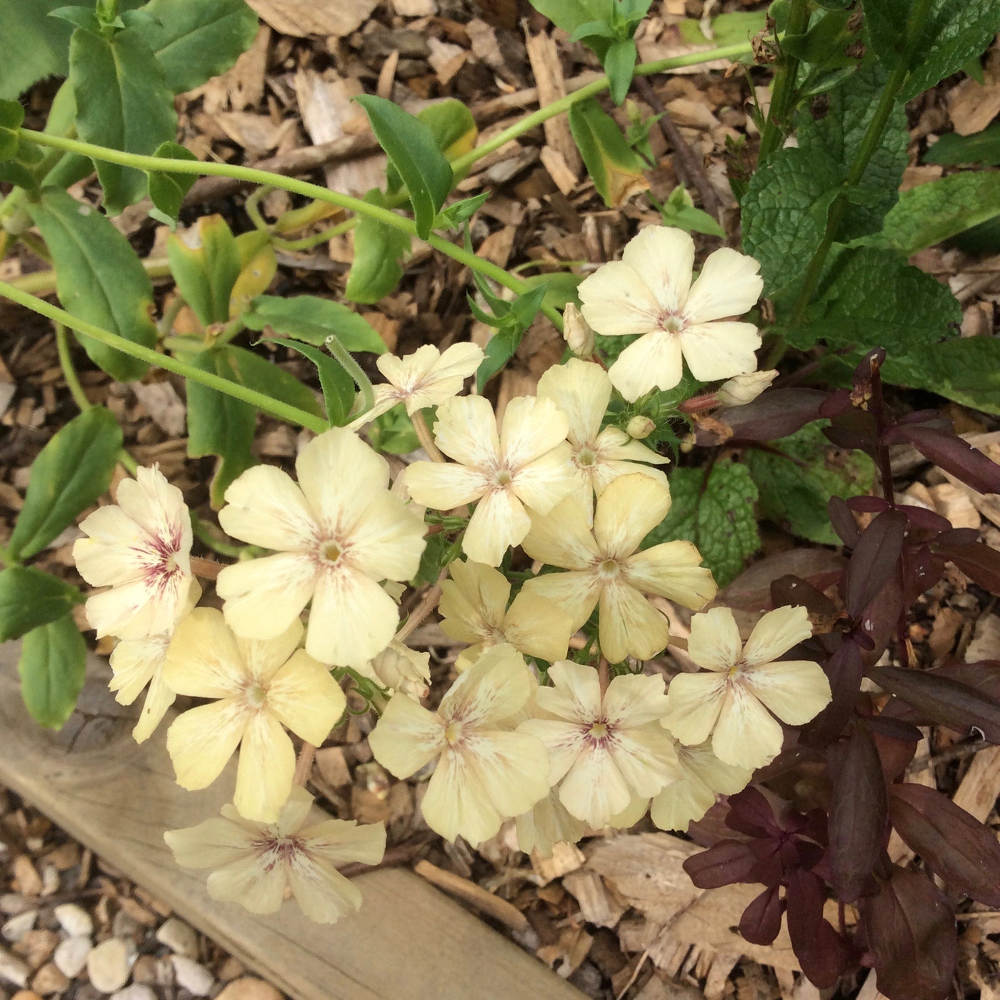Puriri Lane | Phlox drummondii | Creme Brulee
