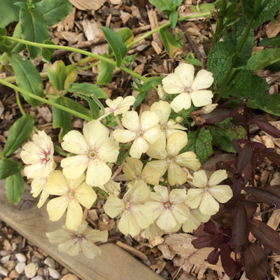 Puriri Lane | Phlox drummondii | Creme Brulee