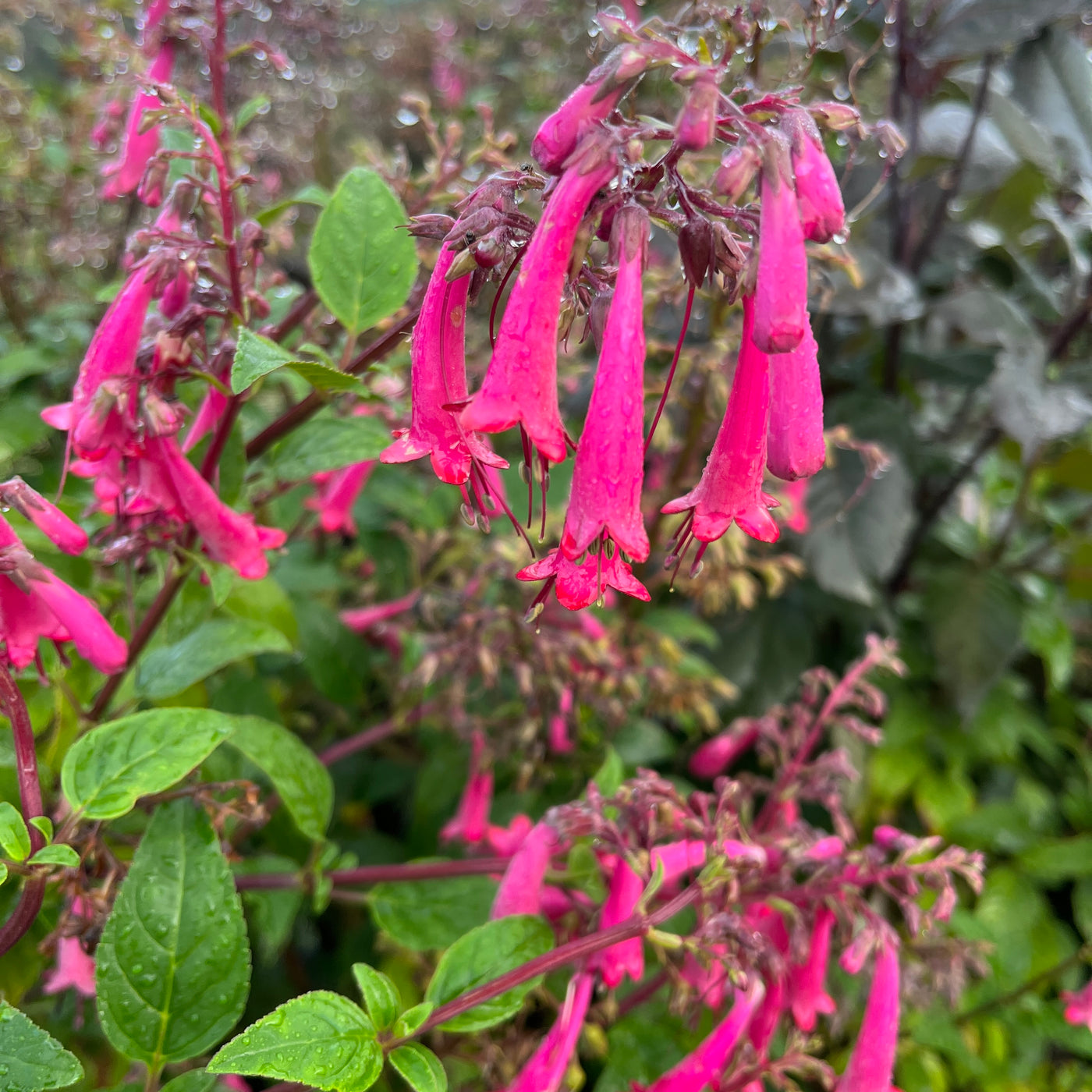 Phygelius capensis | Deep Rose