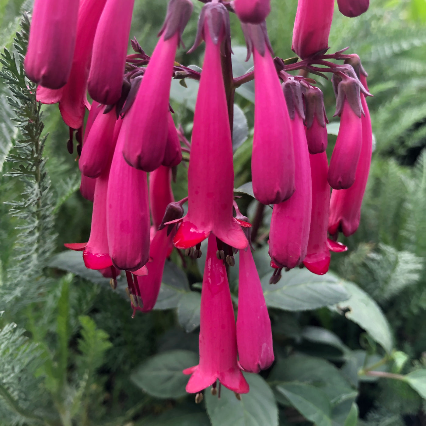 Puriri Lane | Phygelius | Deep Rose