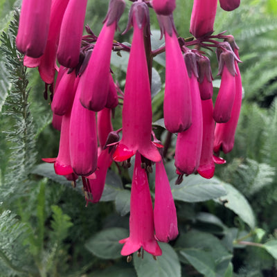 Puriri Lane | Phygelius | Deep Rose