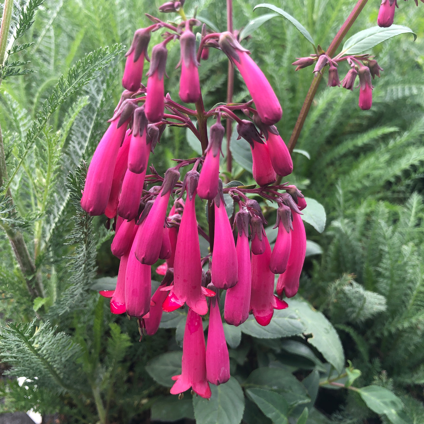 Puriri Lane | Phygelius | Deep Rose