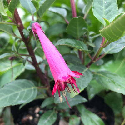 Puriri Lane | Phygelius | Deep Rose